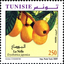 Fruits of Tunisia - Medlar