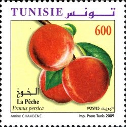 Fruits of Tunisia - Peach