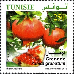 Organic Farming in Tunisia - Grenades