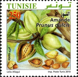 Organic Farming in Tunisia - Almonds
