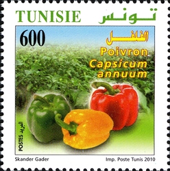 Organic Farming in Tunisia - Peppers