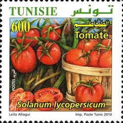 Organic Farming in Tunisia - Tomatoes