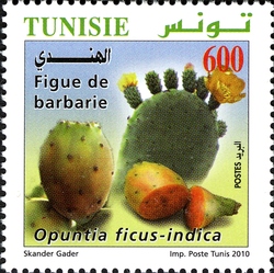 Organic Farming in Tunisia - Barbary Figs