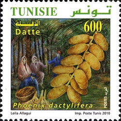Organic Farming in Tunisia - Dates