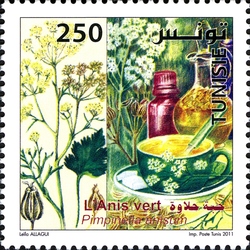 Medicinal Plants - Green Anise (Pimpinella anisum)