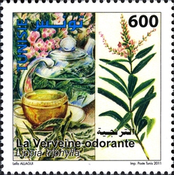 Medicinal Plants - Lemon verbena (Lippa tryphilla)