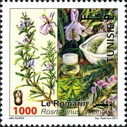 Medicinal Plants - Rosemary (Rosemarinus officinalis)