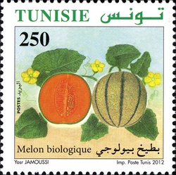 Organic Farming in Tunisia - Melon