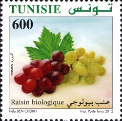 Organic Farming in Tunisia - Grapes