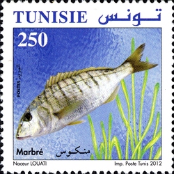 Fishes of Tunisia - Marble