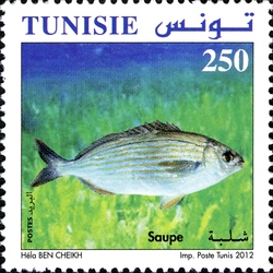 Fishes of Tunisia - Saupe