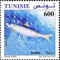 Fishes of Tunisia - Sardine