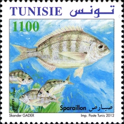 Fishes of Tunisia - Sparaillon