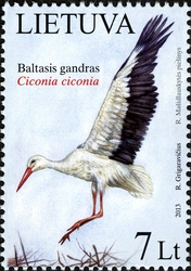 White Stork
