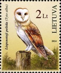 The Red Book of Lithuania - The Barn Owl (Tyto alba)