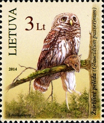 The Red Book of Lithuania - The Eurasian Pygmy Owl (Glaucidium passerinum)
