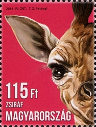 Animal Cubs - Giraffe