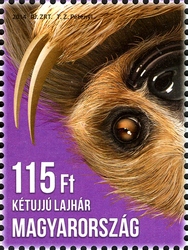 Animal Cubs - Sloth