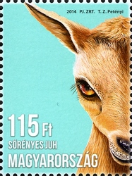 Animal Cubs - Barbary sheep