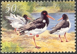 Oystercatcher - Haematopus ostralegus L.