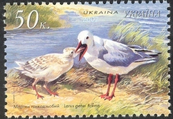 Stamp, Slender billed Gull - Larus genei Breme, Ukraine,  