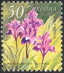 Dwarf iris - Iris pumila L.