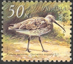 Curlew - Numenius arquata