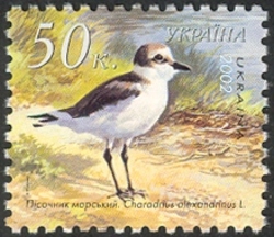Snow Plover - Charadrius alexandrinus L.