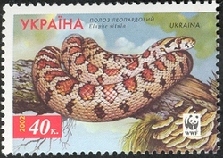 WWF - Leopard snake (Elaphe situla)