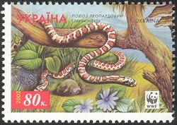 WWF - Leopard snake (Elaphe situla)