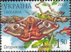 Yavoriv National Natural Park - Emperor moth (Eudia pavonia L.)
