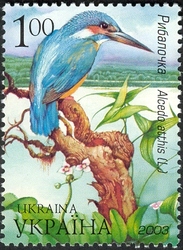 Yavoriv National Natural Park - Halcyon alcedo atthis L.