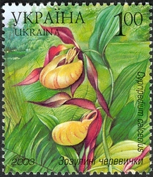 Yavoriv National Natural Park - Lady's Slipper (Cypripedium calceolus)