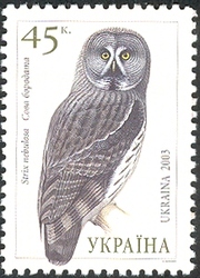 Owls of Ukraine - Great Grey Owl (Strix nebulosa)