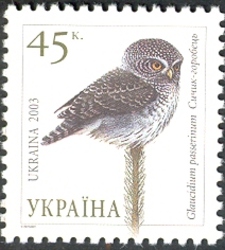 Owls of Ukraine - Pygmy Owl (Glaucidium passerinum)