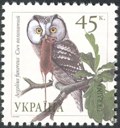 Owls of Ukraine - Boreal Owl (Aegolius funereus)