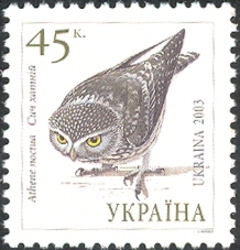 Owls of Ukraine - Little Owl (Athene noctua)