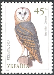 Owls of Ukraine - Barn Owl (Tyto alba)