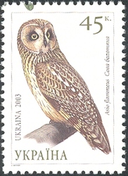 Owls of Ukraine - Short-eared Owl (Asio flammeus)