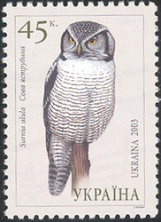 Owls of Ukraine - Hawk Owl (Surnia ulula)