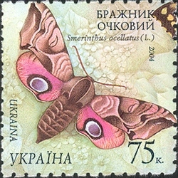 Butterflies - Eyed Hawk-moth. Smerinthus ocellatus (L.)