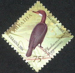 Dunai Biosphere Reserve - Pygmy Cormorant. Phalacrocorax pygmaeus