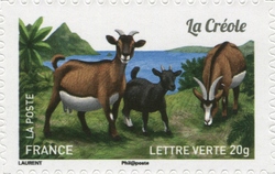 Goats