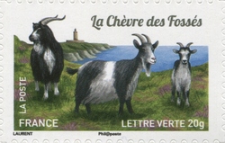 Goats