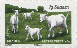Goats