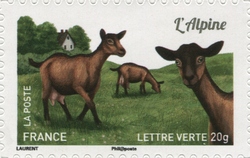 Goats