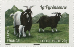 Goats