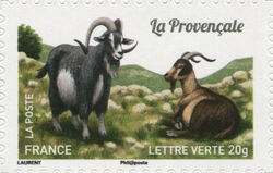 Goats