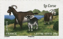 Goats