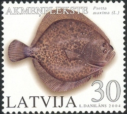 Fishes - Psetta maxima (L.)